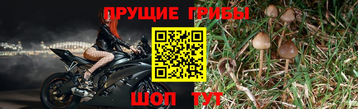 Псилоцибиновые грибы прущие грибы Прохладный